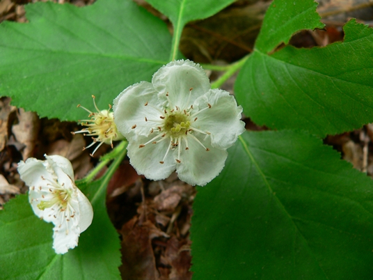 {Crataegus triflora}